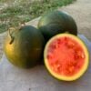 One half and two whole Turkey Dark Rind Red Seeded watermelon fruits photographed on concrete slab.