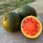 One half and two whole Turkey Dark Rind Red Seeded watermelon fruits photographed on concrete slab.