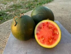 One half and two whole Turkey Dark Rind Red Seeded watermelon fruits photographed on concrete slab.