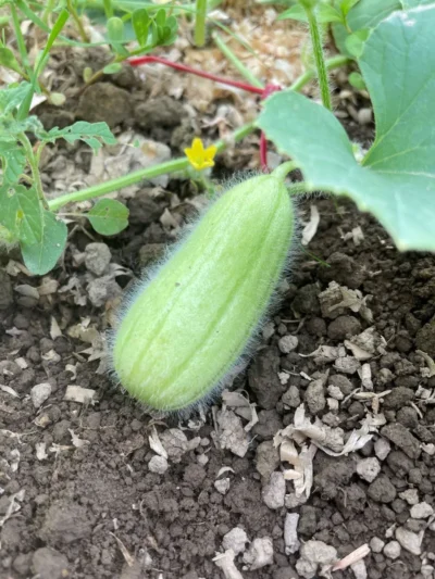 turkish_melon_gorkok Green fuzzy Turkish acur melon Gorkok growing in soil