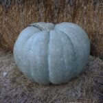 Mature Adapazarı winter squash fruit sitting on a hay bale.