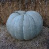 Mature Adapazarı winter squash fruit sitting on a hay bale.