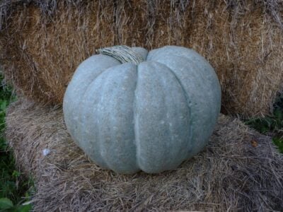 Adapazari GS1 Mature Adapazarı winter squash fruit sitting on a hay bale.