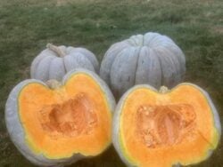 One halved and two whole mature Adapazarı winter squash fruits photographed in the field.
