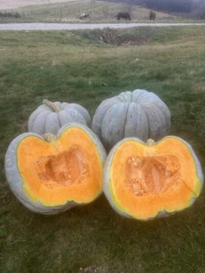 Adapazari GS3 One halved and two whole mature Adapazarı winter squash fruits photographed in the field.
