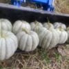 Adapazari GS4 Ten large and mature Adapazarı winter squash fruits are photographed in a tractor's front loader in the field.
