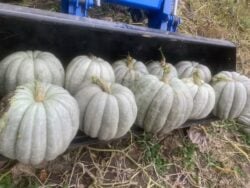 Ten large and mature Adapazarı winter squash fruits are photographed in a tractor's front loader in the field.