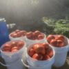 Cote de St. Andre-1 Harvested Cote de St. Andre tomatoes are photographed in five plastic buckets.