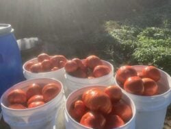 Harvested Cote de St. Andre tomatoes are photographed in five plastic buckets.
