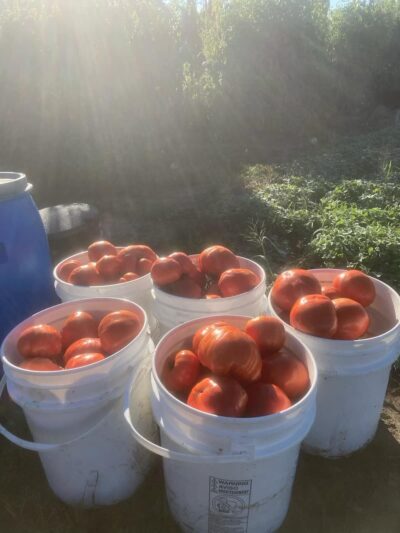 Cote de St. Andre-1 Harvested Cote de St. Andre tomatoes are photographed in five plastic buckets.