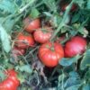 Ripe Cote de St. Andre tomatoes photographed on the vine.