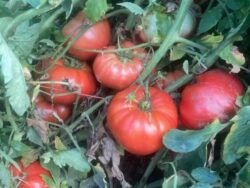 Ripe Cote de St. Andre tomatoes photographed on the vine.