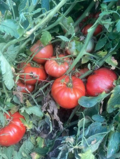 Cote de St. Andre-2 Ripe Cote de St. Andre tomatoes on the vine