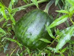 Davutoğlan Neckless winter squash fruit in green stage, lying on the ground.