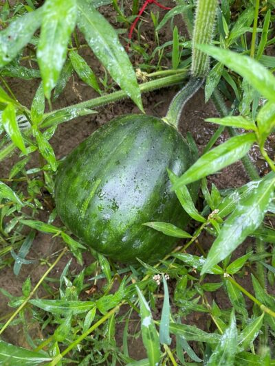 DavutoglanNeckless1 Davutoğlan Neckless winter squash fruit in green stage, lying on the ground.