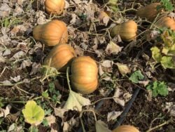 Ripe Davutoglan Neckless winter squash fruits pictured on the vine in the field.