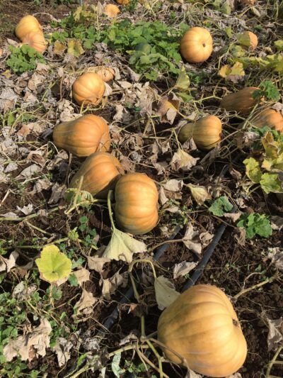 DavutoglanNeckless2 Ripe Davutoglan Neckless winter squash fruits pictured on the vine in the field.