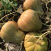 DavutoglanNeckless3 Ripe Davutoglan Neckless winter squash fruits pictured together from a close distance.
