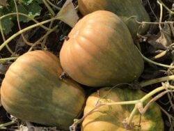 Ripe Davutoglan Neckless winter squash fruits pictured together from a close distance.