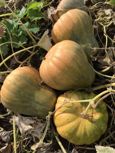 DavutoglanNeckless3 Ripe Davutoglan Neckless winter squash fruits pictured together from a close distance.