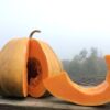 Ripe Davutoglan Neckless winter squash, sliced and placed on wooden stand.