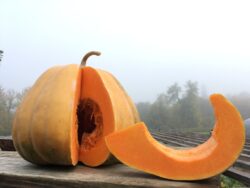 Ripe Davutoglan Neckless winter squash, sliced and placed on wooden stand.