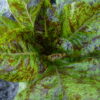 Forellenschluss lettuce photographed in the field.