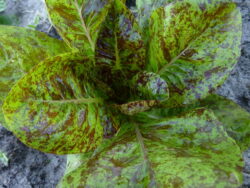 Forellenschluss lettuce photographed in the field.