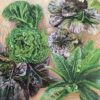 Lettuce mix illustration used to represent Red Iceberg lettuce.