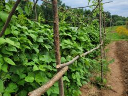 Mature Purple-seeded Çalı bean plants with dense canopy photographed in a field in OH.