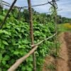 PSC KW1 Mature Purple-seeded Çalı bean plants with dense canopy photographed in a field in OH.