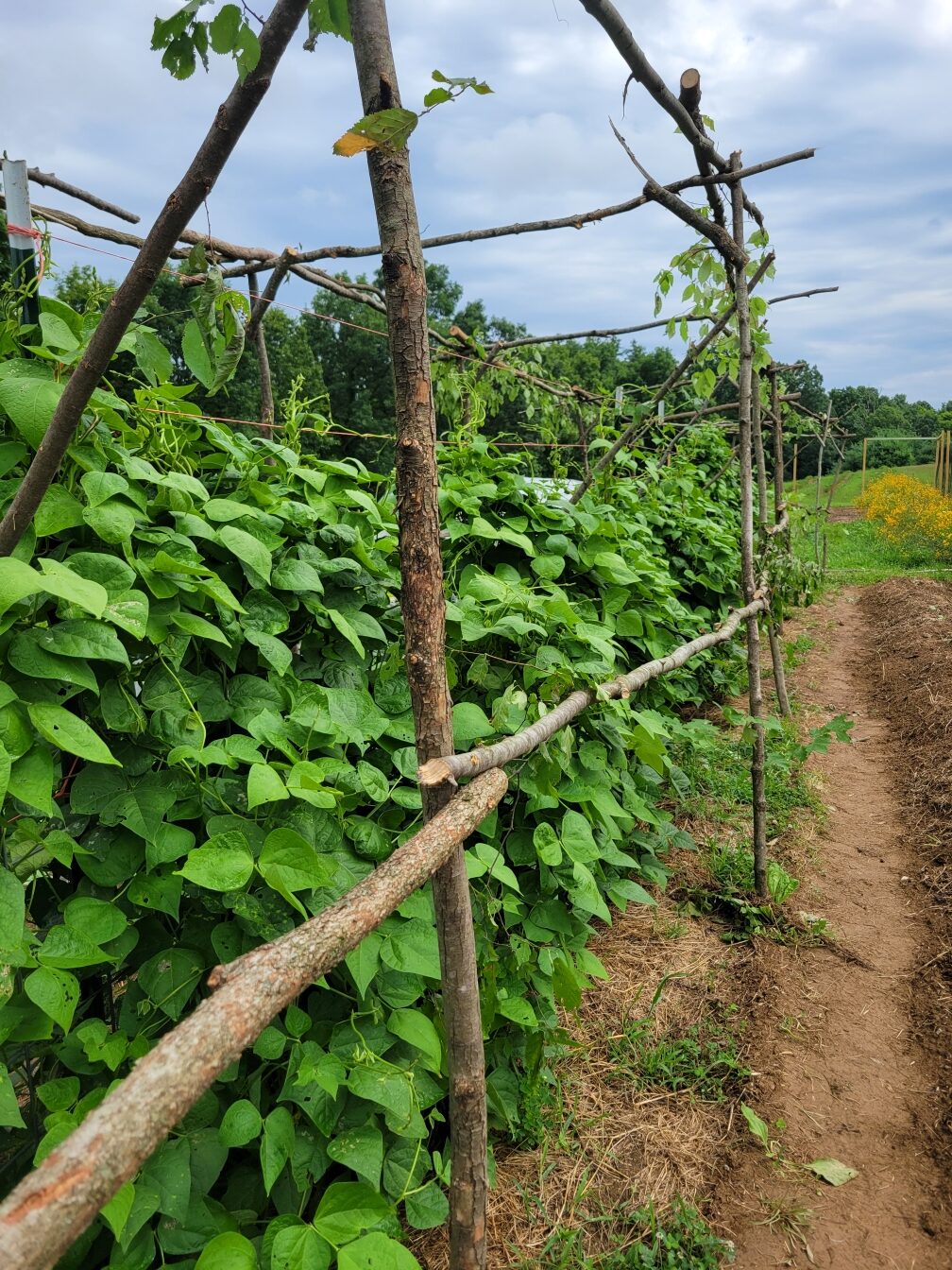 Mature Purple-seeded Çalı bean plants with dense canopy photographed in a field in OH.