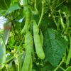 Purple-seeded Çalı green bean photographed on the vine.