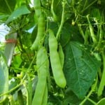Green Bean Seeds, Purple-Seeded Çalı