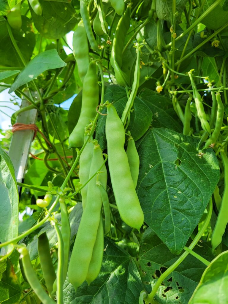 Purple-seeded Çalı green bean photographed on the vine.
