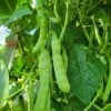 PSC KW2 Purple-seeded Çalı green bean photographed on the vine.