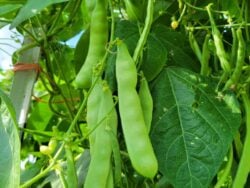 Purple-seeded Çalı green bean photographed on the vine.