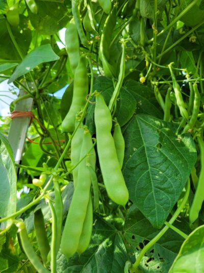 PSC KW2 Purple-seeded Çalı green bean photographed on the vine.