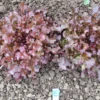 Red Salad Bowl