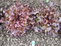 Lettuce Seeds, Red Salad Bowl
