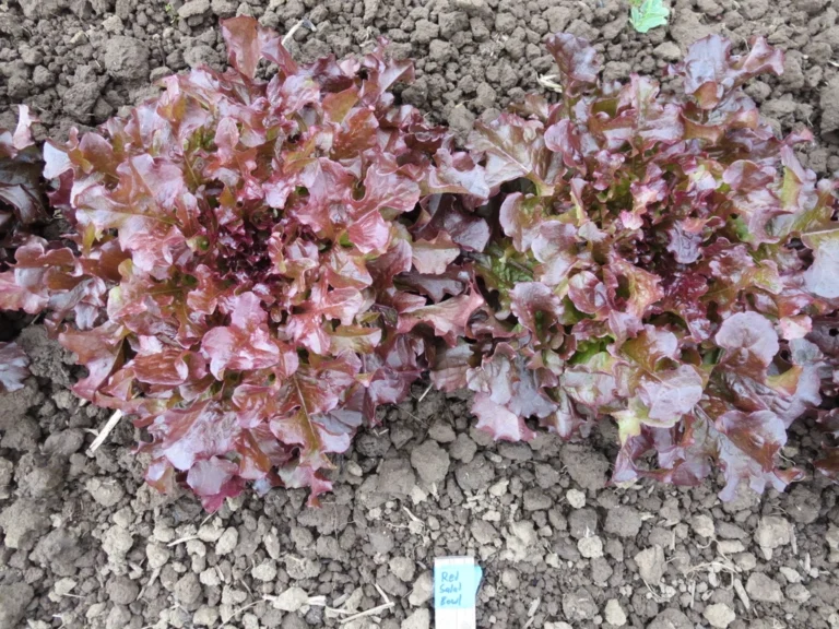 Lettuce Seeds, Red Salad Bowl Two Red Salad Bowl lettuce heads in soil