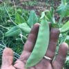 Sultani Pea2 Farmer's hand holding Sultani pea pod in the field.