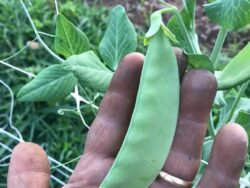 Farmer's hand holding Sultani pea pod in the field.
