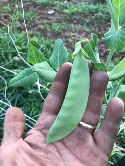 Sultani Pea2 Farmer's hand holding Sultani pea pod in the field.
