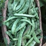 Tozaklı greasy bean pods photographed in a basket.