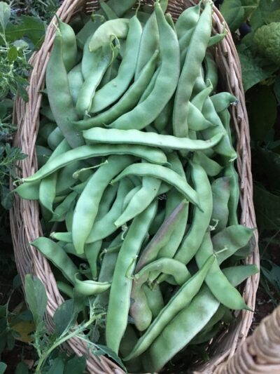 Tozakli Tozaklı greasy bean pods photographed in a basket.