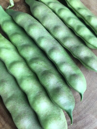 Tozakli2 Seven Tozaklı greasy ben pods lined up next to each other.