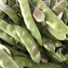 Tozakli3 Tozaklı greasy bean pods photographed together at the stage when they develop purple hue.