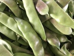 Tozaklı greasy bean pods photographed together at the stage when they develop purple hue.