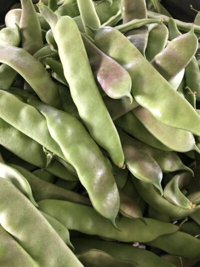 Tozakli3 Tozaklı greasy bean pods photographed together at the stage when they develop purple hue.